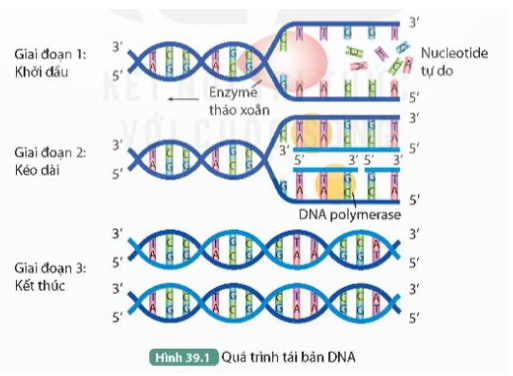 Quan sát Hình 39.1, thực hiện các yêu cầu sau:

1. Mô tả ba giai đoạn của quá trình tái bản DNA.