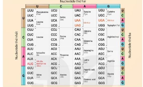 Quan sát Hình 40.1 các codon cùng nghĩa (cùng mã hóa cho một loại amino acid hoặc các codon kết thúc) thường giống nhau về loại nucleotide tại vị trí nào