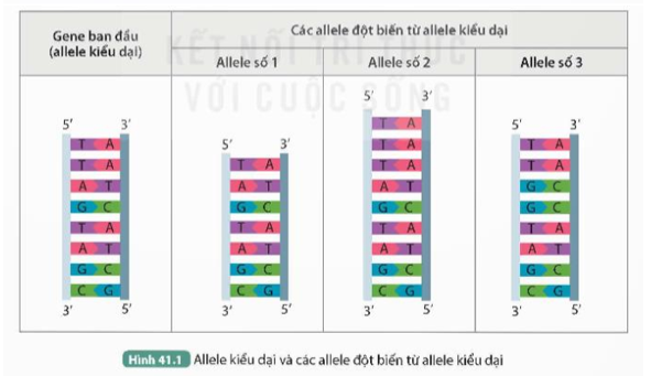 Quan sát Hình 41.1, trả lời các câu hỏi sau:

1. Các allele đột biến số 1, số 2 và số 3 có thay đổi gì so với allele kiểu dại?