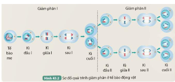 Quan sát Hình 43.2 và thực hiện các yêu cầu sau:

1. Cho biết từ một tế bào mẹ, qua giảm phân tạo ra bao nhiêu tế bào con.