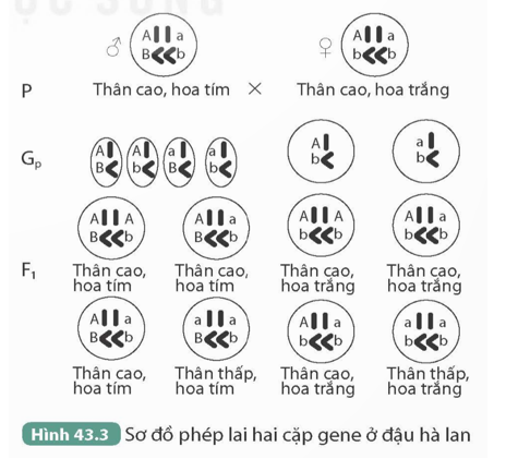 Quan sát Hình 43.3 kết hợp kiến thức đã học, trả lời các câu hỏi sau:

1. Thế hệ F1 có bao nhiêu loại kiểu gene và kiểu hình mới được tạo thành do tổ hợp