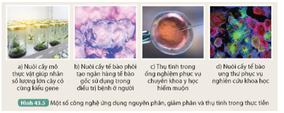 Quan sát Hình 43.5, cho biết công nghệ nào ứng dụng nguyên phân, công nghệ nào ứng dụng giảm phân và thụ tinh.