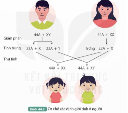 Quan sát Hình 44.2 và đọc thông tin trên, thực hiện các yêu cầu sau:

1. Trình bày cơ chế xác định giới tính ở người.