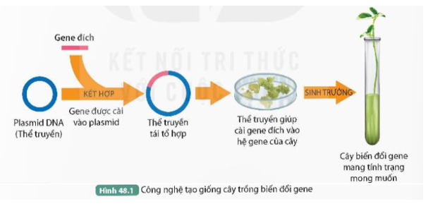 Quan sát Hình 48.1, mô tả quá trình tạo cây biến đổi gene nhờ ứng dụng công nghệ di truyền.