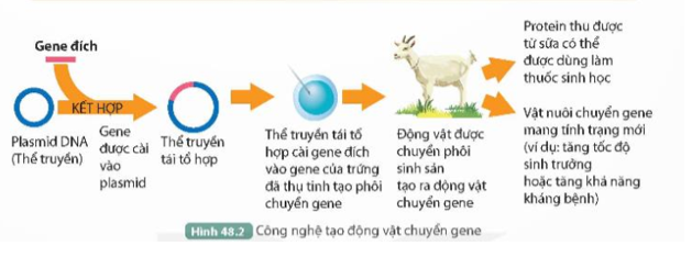 Quan sát Hình 48.2, mô tả quá trình tạo động vật chuyển gene.