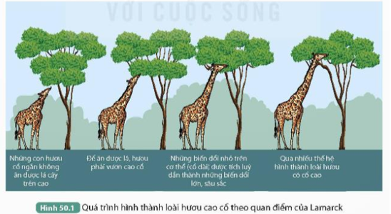 Quan sát Hình 50.1, thực hiện các yêu cầu sau:

1. Mô tả quá trình hình thành loài hươu cao cổ theo quan điểm của Lamarck.