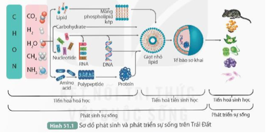 Quan sát Hình 51.1, trả lời các câu hỏi sau:

1. Quá trình phát sinh và phát triển sự sống trên Trái Đất gồm những giai đoạn nào?