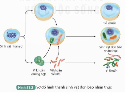 Quan sát Hình 51.2, trình bày sự xuất hiện cơ thể đơn bào nhân thực.