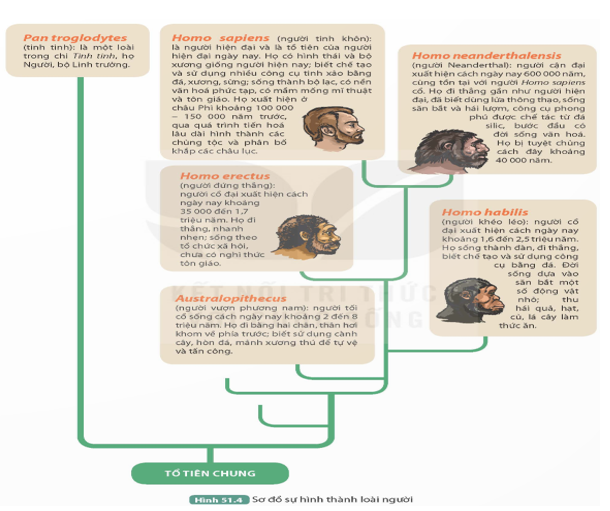 Quan sát Hình 51.4, thực hiện các yêu cầu sau:   

1. Gọi tên các giai đoạn chính của quá trình phát sinh loài người.