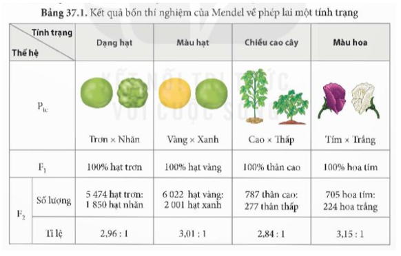 Quan sát kết quả thí nghiệm ở Bảng 37.1, nhận xét về kiểu hình và tỉ lệ kiểu hình thu được ở F1, F2.