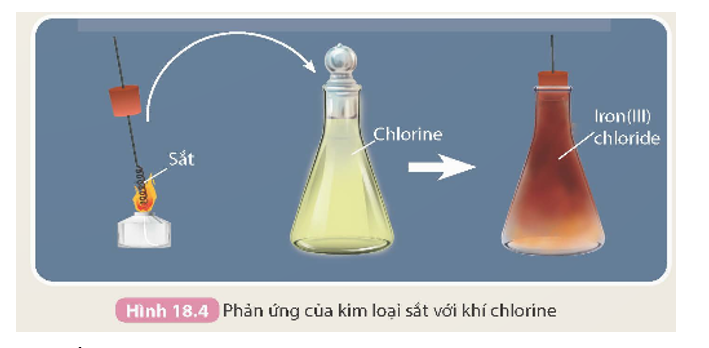 - Thí nghiệm sắt tác dụng với khí chlorine được thực hiện như sau:

Đốt đầu của dây sắt (đã được uốn thành hình lò xo) bằng đèn cồn đến nóng đỏ rồi đưa