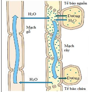 Là sự chênh lệch áp suất thẩm thấu giữa cơ quan nguồn (lá- nơi saccarozo được tạo thành ) có áp suất thẩm thấu cao và cơ quan chứa (rễ, củ, quả…-  nơi có saccarozo được sử dụng hay dự trữ)có áp suất thẩm thấu thấp.

Dựa vào cơ chế thẩm thấu, vật chất trong mạch rây sẽ chảy từ nơi có ấp suát cao đến nơi có ấp suất thấp