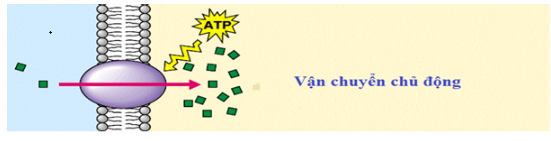 Sự hút khoáng chủ động của tế bào phụ thuộc chủ yếu vào năng lượng được cung cấp

Cơ chế chủ động: một số ion khoáng mà cây có nhu cầu cao (ion kali) di chuyển ngược chiều gradien nồng độ, đòi hỏi phải tiêu tốn năng lượng ATP. 