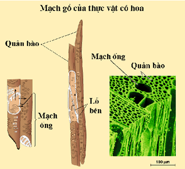 Tế bào mạch gỗ gồm các tế bào chết, có 2 loại là: quản bào và mạch ống.

+ Quản bào là các tế bào dài hình con chỉ suốt, xếp thành hàng thẳng đứng và gối đầu lên nhau

+ Tế bào mạch ống: chỉ có ở thực vật hạt kín và một số hạt trần, là các tế bào ngắn, có vách 2 đầu đục lỗ