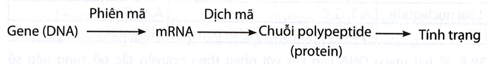 Sơ đồ  thể hiện mối quan hệ giữa gene (DNA) và tính trạng: