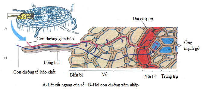 Con đường vận chuyển nước và chất khoáng hòa tan: Đất → tế bào biểu bì (lông hút) → vỏ → Nội bì → trung trụ (mạch gỗ).

Nước và chất khoáng hòa tan trong đất phải đi qua tế bào lông hút trước.