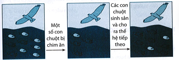 Vận dụng kiến thức đã học, giải thích tại sao số lượng những con chuột có màu lông đen nhiều hơn ở thế hệ sau.  A. Những con chuột có màu lông đen sinh