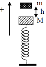 Con lắc lò xo gồm vật nặng M = 300g, lò xo có độ cứng k = 200N/m, lồng vào một trục thẳng đứng như hình vẽ. Khi M đang ở vị trí cân bằng thì vật m = 200g