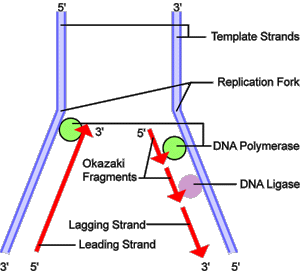  Đây là quá trình gì??Trảlời:Hình ảnh thể hiện quá trình nhân đôi DNA (ảnh 1)