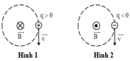 Hình nào dưới đây kí hiệu đúng với hướng của từ trường đều tác dụng lực Lorenxo lên hạt điện tích q chuyển động với vận tốc    trên quỹ đạo tròn trong