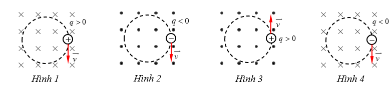 Hình nào dưới đây kí hiệu đúng với hướng của từ trường đều tác dụng lực Lorentz lên hạt điện tích q chuyển động với vận tốc v→ trên quỹ đạo tròn trong