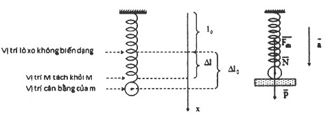 Một lò xo nhẹ có độ cứng 100 N/m, đầu trên gắn cố định (ảnh 1)