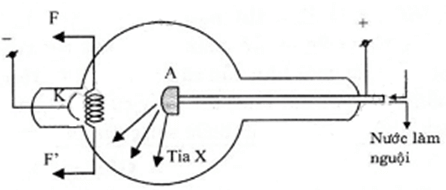 Cấu tạo và hoạt động của ống Cu-li-giơ :

Cấu tạo và hoạt động của ống Cu – li – giơ :

a) Cấu tạo: Ống Cu – lít – giơ là một ống thủy tinh bên trong là chân không, gồm :

- Một dây nung bằng vonfam FF’ dùng làm nguồn electron

- Hai điện cực.

Catot K: bằng kim loại, hình chỏm cầu để làm cho các electron phóng ra từ FF’ đều hội tụ vào anot.

Anot A: bằng kim loại có khối lượng nguyên tử lớn và điểm nóng chảy cao, được làm nguội bằng một dòng nước khi ống hoạt động.

b) Hoạt động: Dây FF’ được nung nóng bằng một dòng điện. Người ta đặt giữa anot và catot một hiệu điện thế cỡ vài chục kilôvôn. Các electron bay ra từ FF’ sẽ chuyển động trong điện trường mạnh giữa anôt và catôt đến đập vào miếng kim loại làm anot và sẽ phát ra tia X.