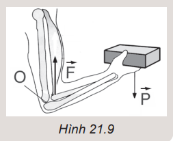 Giải thích được sự cân bằng moment trong Hình 21.9.