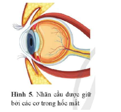 Các cơ vận động nhãn cầu tạo ra chuyển động của nhãn cầu và chuyển động đồng bộ của mi mắt (Hình 5). Các cơ giữ nhãn cầu này co giãn và có thể coi gần