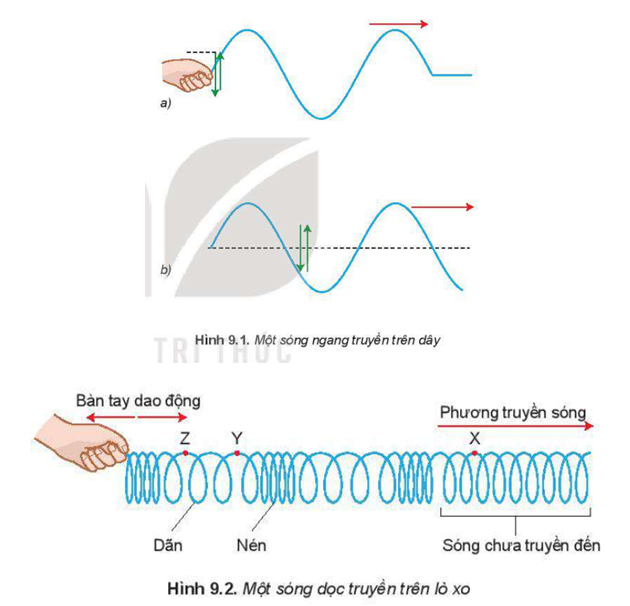 Dựa vào Hình 9.1 và Hình 9.2, hãy chỉ ra điểm giống và khác nhau giữa sóng dọc và sóng ngang.