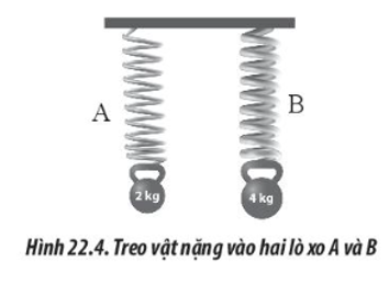 Hai lò xo A và B có chiều dài tự nhiên như nhau được treo thẳng đứng. Lần lượt treo vào đầu còn lại của hai lò xo các vật có khối lượng 2 kg và 4 kg (Hình