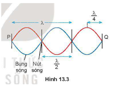 Hãy xác định số nút và số bụng của sóng dừng trên sợi dây Hình 13.3.   (ảnh 1)