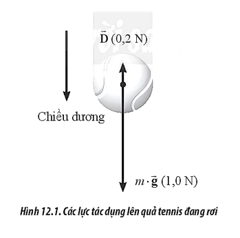 Hình 12.1 biểu diễn các lực tác dụng lên quả tennis đang rơi thẳng đứng. Hãy cho biết lực D→ là lực gì. Cho m = 56 g, hãy tính gia tốc của quả tennis.