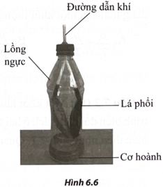 Hình 6.6 là mô hình phổi trong hệ hô hấp của người. Chuẩn bị dụng cụ sau: 1 vỏ chai nhựa có nắp đậy loại 0,5 (ảnh 1)