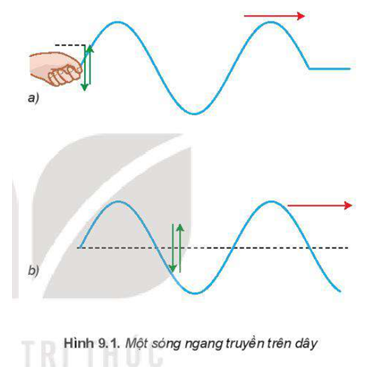 Hình 9.1 mô tả một sóng ngang truyền trên dây đàn hồi. Hãy quan sát các mũi tên, từ đó chỉ ra phương dao động của các phần tử của dây và phương truyền