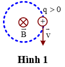 Hình nào dưới đây kí hiệu đúng với hướng của từ trường đều tác dụng lực Lorenxo lên hạt điện tích q chuyển động với vận tốc v→  trên quỹ đạo tròn trong