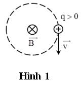 Hình nào dưới đây kí hiệu đúng với hướng của từ trường đều tác dụng lực Lorenxo lên hạt điện tích q chuyển động với vận tốc v→  trên quỹ đạo tròn trong