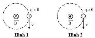 Hình nào dưới đây kí hiệu đúng với hướng của từ trường đều tác dụng lực Lorenxo lên hạt điện tích q chuyển động với vận tốc  trên quỹ đạo tròn trong mặt