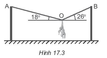 Một chú khỉ diễn xiếc treo mình cân bằng trên dây thừng như Hình 17.3. Xác định lực căng xuất hiện trên các đoạn dây OA, OB. Biết chú khỉ có khối lượng