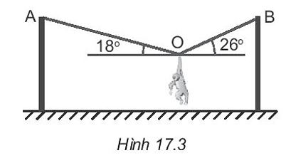 Một chú khỉ diễn xiếc treo mình cân bằng trên dây thừng như Hình 17.3. Xác định lực căng xuất hiện trên các đoạn dây OA, OB. Biết chú khỉ có khối lượng