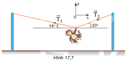 Một con khỉ biểu diễn xiếc. Nó dùng tay nắm vào dây để đứng yên treo mình như Hình 17.7. Hãy cho biết trong hai lực căng xuất hiện trên dây ( T→1     và