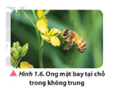 Một con ong mật đang bay tại chỗ trong không trung (Hình 1.6), đập cánh với tần số khoảng 300 Hz. Xác định số dao động mà cánh ong mật thực hiện trong 1 s và chu kì dao động của cánh ong.   (ảnh 1)