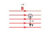 Một điện tích dương bay vào trong vùng từ trường đều (như hình vẽ).

Lực Lorenxơ có chiều:
