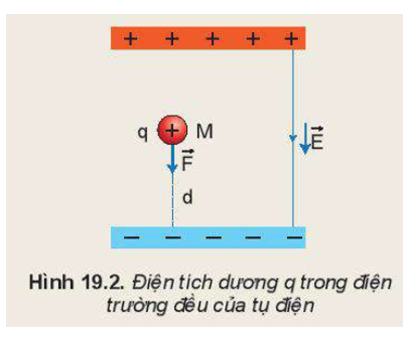 Một điện tích dương q được đặt tại điểm M trong điện trường đều của một tụ điện có độ lớn của cường độ điện trường là E (Hình 19.2).  1. Chứng minh rằng công mà điện trường đều của tụ điện có thể sinh ra khi dịch chuyển điện tích dương q từ điểm M tới bản cực âm là A = qEd. 2. Hãy nhận xét về công A khi ta thay q bằng một điện tích âm.   (ảnh 1)