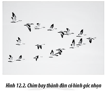 Một số loài chim khi di cư xa thường bay thành từng đàn có hình góc nhọn (Hình 12.2). Tại sao lại có sự sắp xếp như vậy?