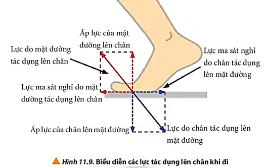 Quan sát hình 11.9 và giải thích cơ chế vật lí giúp con người có thể bước đi.