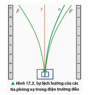 Quan sát Hình 17.3, mô tả và giải thích về sự lệch hướng của các tia phóng xạ khi di chuyển trong điện trường đều. Giải thích vì sao tia β+ lệch nhiều hơn tia α. (ảnh 1)