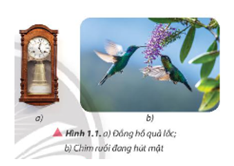 Sự dao động của các vật diễn ra phổ biến trong cuộc sống hằng ngày như: dao động của quả lắc đồng hồ (Hình 1.1a), dao động của cánh chim ruồi để giữ cho