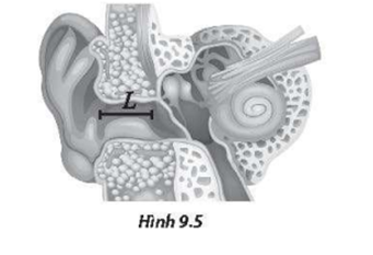 Tai của một người có thể được xem như một ống chứa không khí có chiều dài L, có một đầu bịt kín (màng nhĩ) và một đầu hở (Hình 9.5). Biết tốc độ âm thanh
