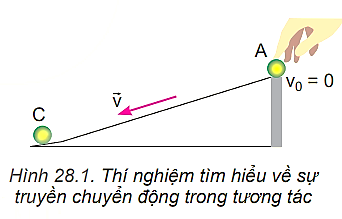 Thực hiện các thí nghiệm sau để tìm hiểu về sự truyền chuyển động trong tương tác giữa các vật. Chuẩn bị: - Ba viên bi A, B, C (chọn bi B nặng hơn A và C). - Máng trượt (có thể dùng ống nhựa cắt dọc). - Một vài vật (hộp giấy, quyển sách) để tạo độ dốc của máng trượt. - Đặt viên bi C ngay dưới chân máng trượt như Hình 28.1.   Tiến hành: - Thí nghiệm 1: Lần lượt thả hai viên bi: A, B (bi B nặng hơn bi A) chuyển động trên máng trượt. Quan sát và đo quãng đường dịch chuyển của viên bi C sau va chạm ứng với mỗi lần thả. - Thí nghiệm 2: Bây giờ chỉ thả viên bi A lăn xuống máng trượt nhưng tăng độ dốc của máng trượt. Quan sát và đo quãng đường dịch chuyển của viên bi C sau va chạm ứng với mỗi lần thả. Thảo luận: - Trong thí nghiệm 1, vận tốc của hai viên bi A và B khi đến chân dốc có giống nhau không? Viên bi nào đẩy viên bi C lăn xa hơn? Tại sao? - Trong thí nghiệm 2, ứng với độ dốc nào thì viên bi A có vận tốc lớn hơn khi va chạm với bi C? Ở trường hợp nào, viên bi C lăn xa hơn? Tại sao? (ảnh 1)